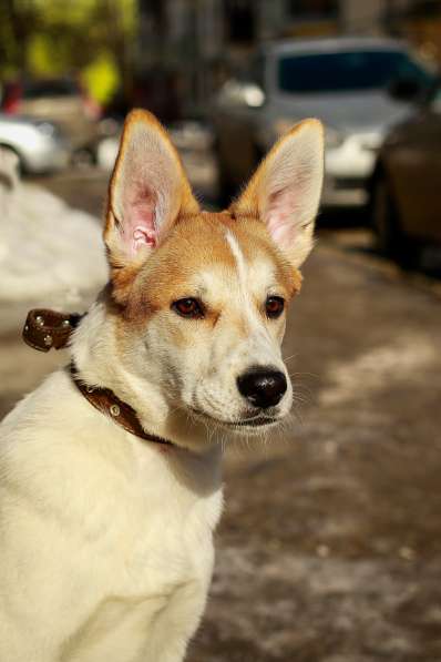 Матрос - ласковый и душевный щенок в добрые руки в Москве фото 4