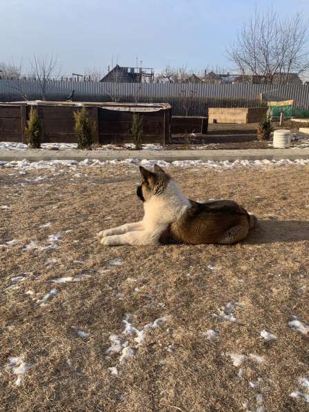 Акита в Ростове-на-Дону фото 46