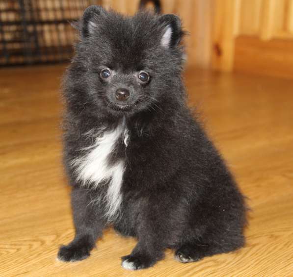 Щенки шпица в Раменское фото 34