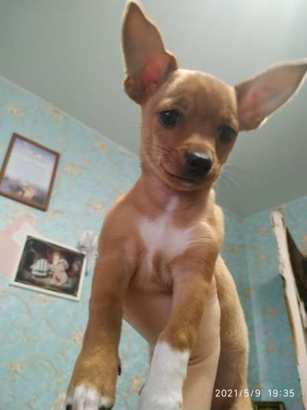 Щенки чихуахуа в Тольятти фото 8