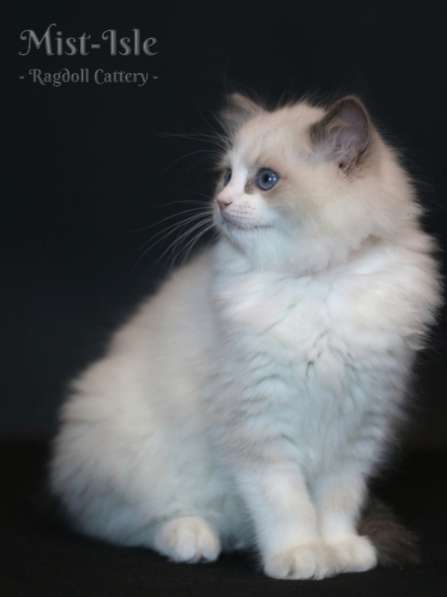 Котята рэгдолл в Санкт-Петербурге фото 6