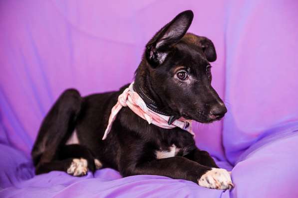 Крошка Фиби ищет родителей! В добрые руки! в Москве фото 11