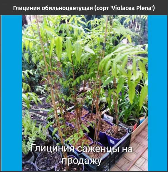 Глициния обильноцветущая (сорт 'Violacea Plena') в Краснодаре фото 8