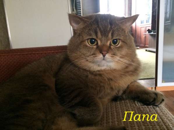 Британские золотые шиншиллы в Химках фото 9