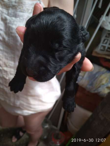 Щенки ризеншнауцера в Перми фото 9