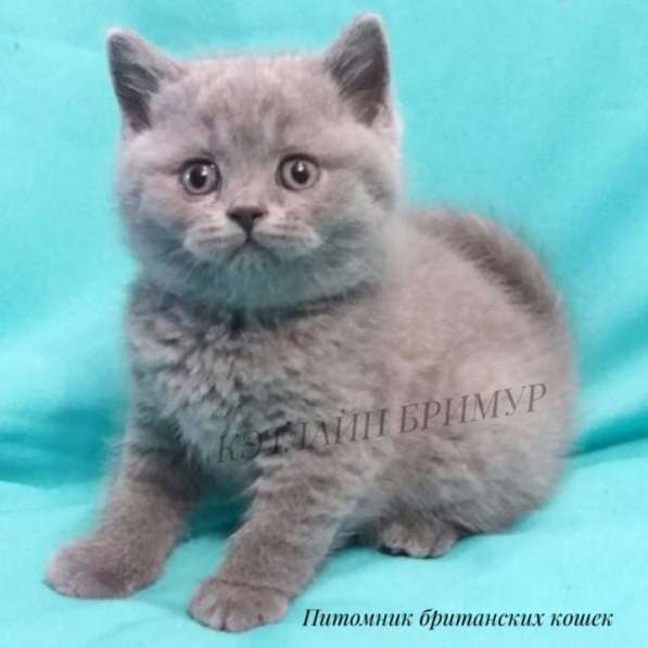 Настоящие Британские котята из питомника в фото 16