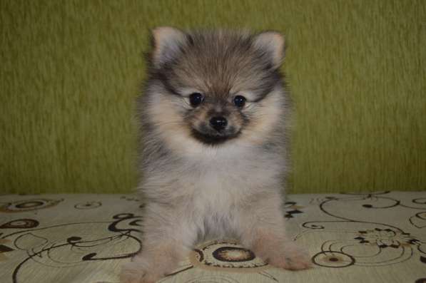 Померанские шпицы в Нижнем Новгороде фото 7