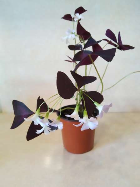 Оксалис Oxalis triangularis Cupido (кислица) в Санкт-Петербурге