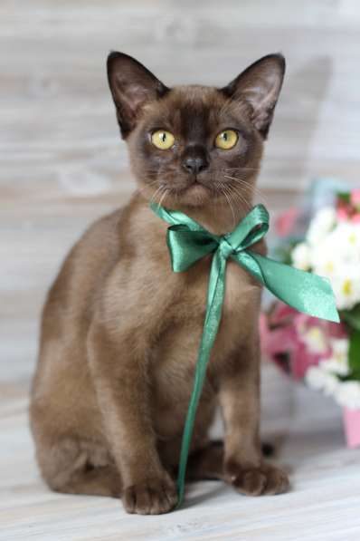 Бурма - котята из питомника в Москве фото 5