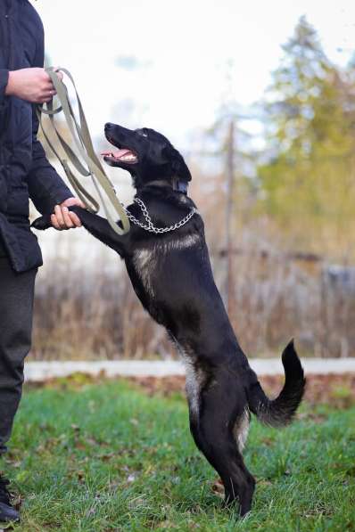 Красивая собака с тремя лапками ищет дом в Санкт-Петербурге