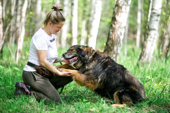 Прекрасная собака Парма ищет семью в Москве фото 21