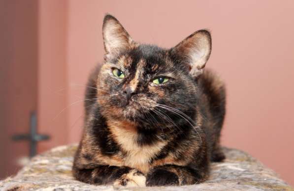 Котенок в добрые руки. Крошка пеструшка в Калуге фото 37