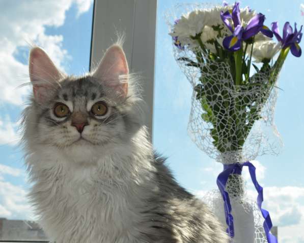 Свободны шикарные котята мэйн-кун редких окрасов в Ярославле фото 9