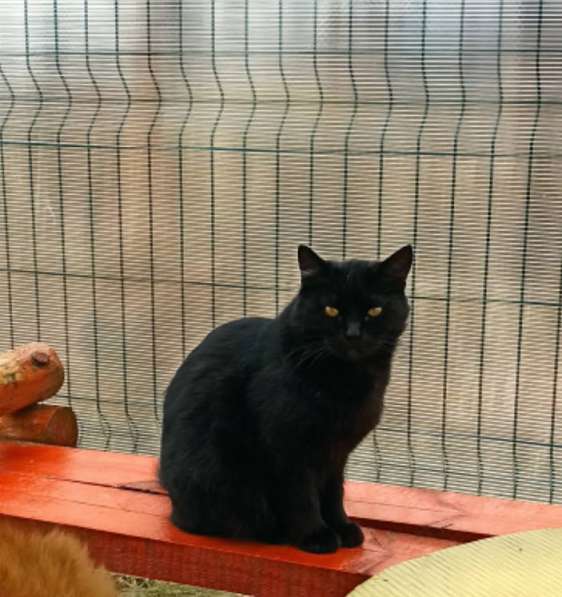 Воспитанный златоглазый котофей в Санкт-Петербурге фото 18