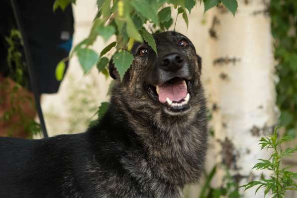 Ищет дом собака утонченной красоты в Санкт-Петербурге фото 9