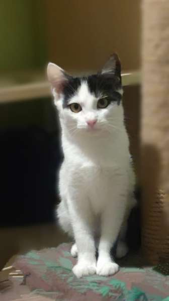 Милый котёнок Зося в добрые руки в Москве