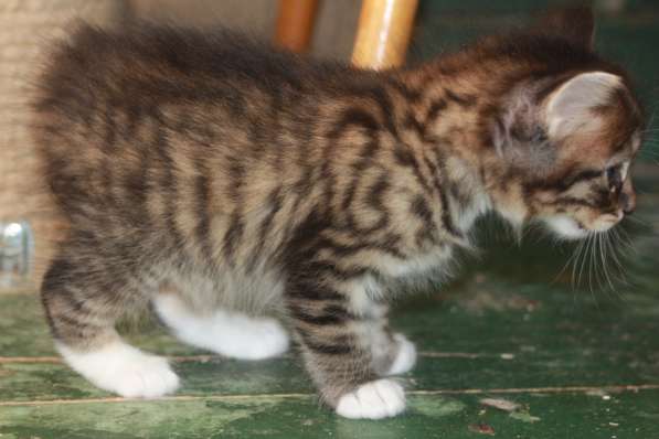 Курильский бобтейл - котята золотого окраса в Краснодаре фото 27