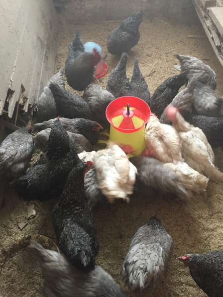 Куры-несущки в Казани фото 3