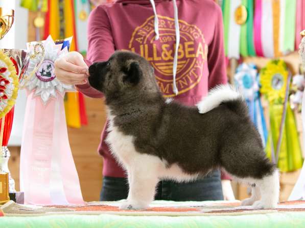 Щенки американской акиты в Рыбинске фото 5