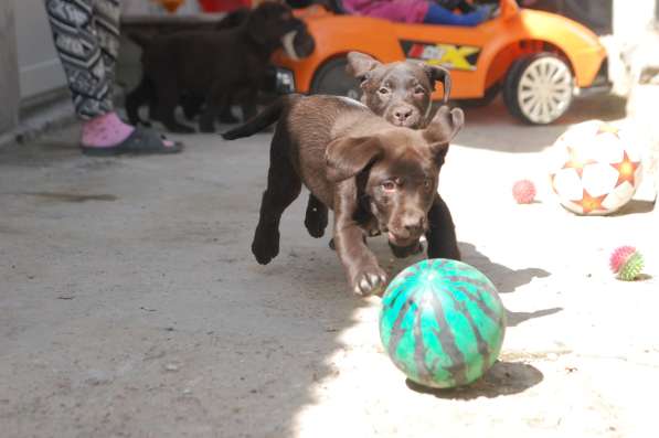 Шоколадные щенки лабрадора в Симферополе фото 11