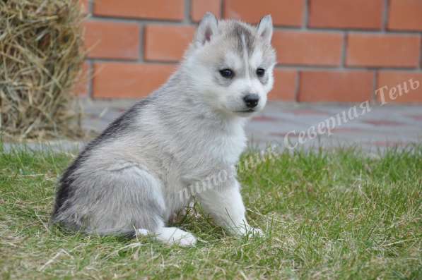 Две высокопородные девочки Хаски от Чемпионов! в Тюмени фото 24