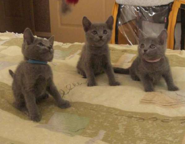 Русские голубые котята в Москве