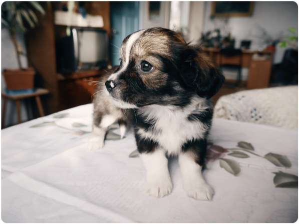 Возьмите друга в семью в Анапе фото 6