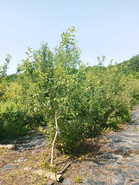 Плодовые и хвойные растения из питомника в Шебекино
