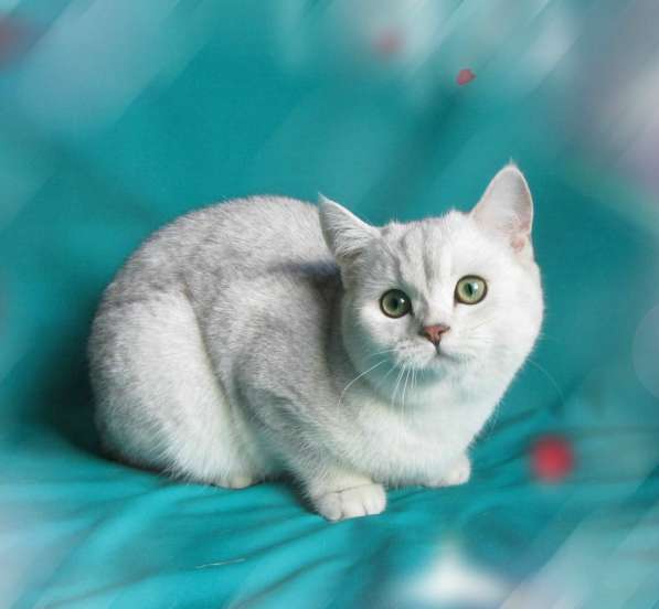 Шотландский котик с документами в фото 7