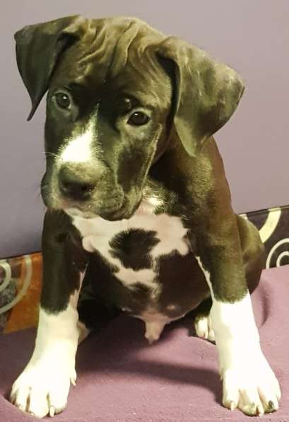 Американский стаффордширский терьер Мальчик Купирован в Москве фото 6