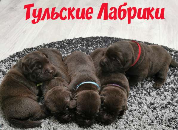 Шоколадные чистокровные щенки лабрадора в Москве фото 5