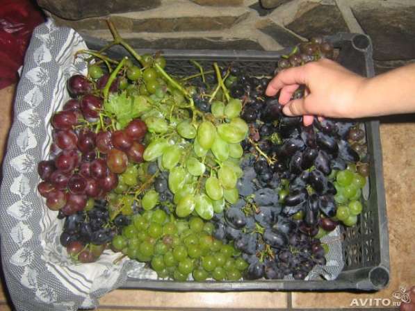 Продаются саженцы винограда в Омске фото 4