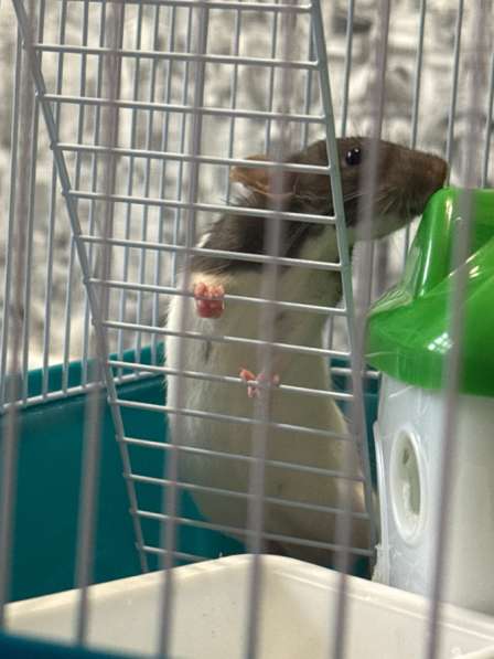 Продам крыску ? в Орле