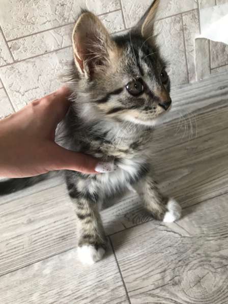 Котята в Нововоронеже