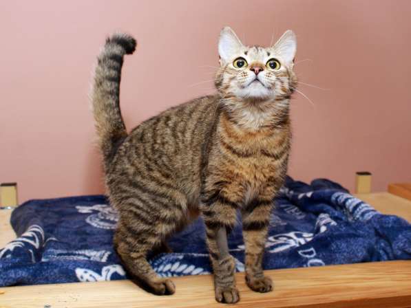 Кошка в добрые руки. Юная Алиса в Москве фото 6