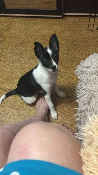 Отдам в добрые руки, девочка 4 месяцев в Кемерове