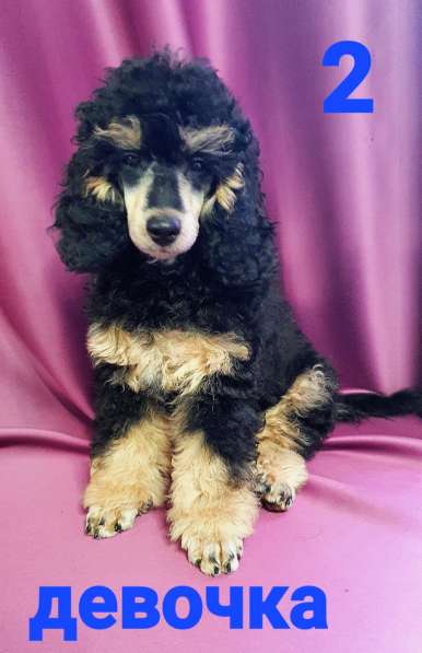 Девчата-пуделята фантом, чёрно-подпалые в Москве фото 4