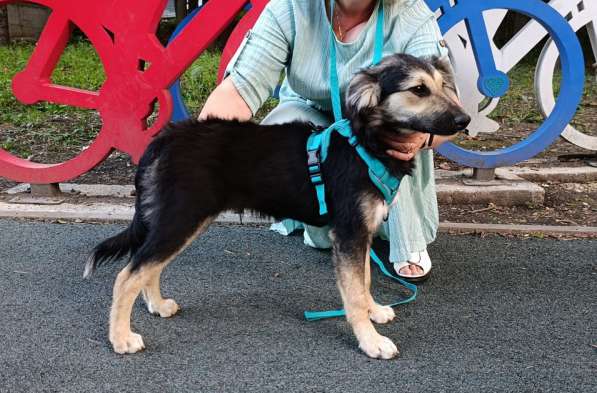 Хорошенький щенок с пушистыми ушками в Санкт-Петербурге фото 7