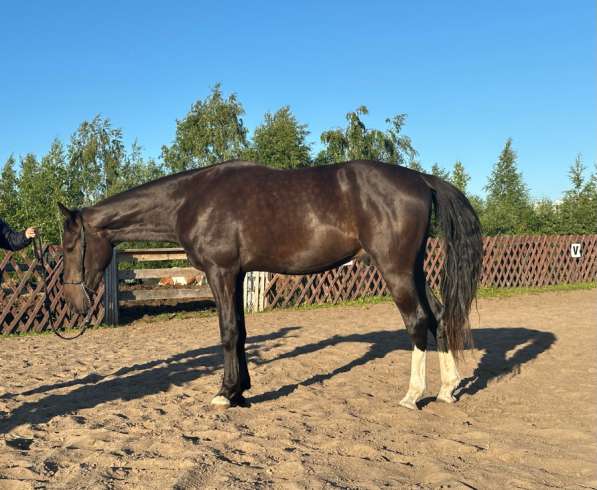 Продам коня в Архангельске фото 5