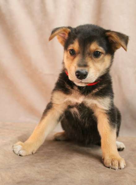 Малюсенькие красивые щеночки ищут дом в Санкт-Петербурге фото 5