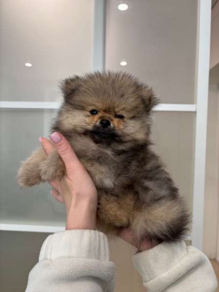 Померанский шпиц в Твери фото 6