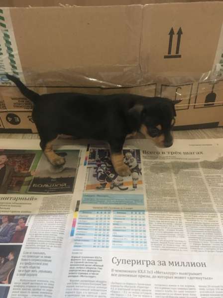 Умные в Магнитогорске