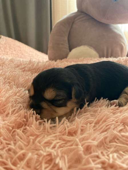 Щенята. Смесь чихуахуа и йоркширского терьера