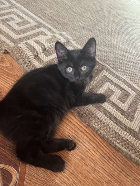 Котята в Белово фото 9