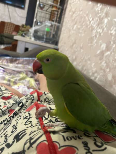 Ожереловый попугай в Москве фото 7