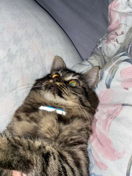 8месячный котенок