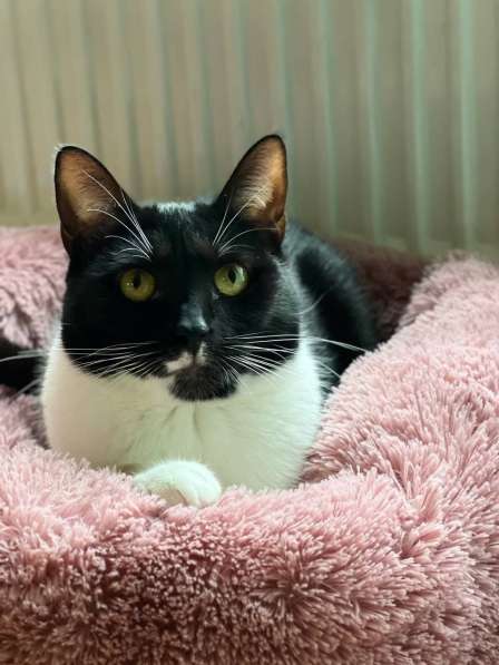 Красивая кошечка в добрые руки