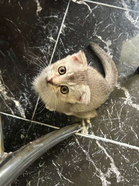 Котенок Британский, девочка