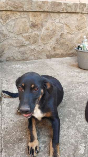 Предположительно "Русская гончая" в Краснодаре