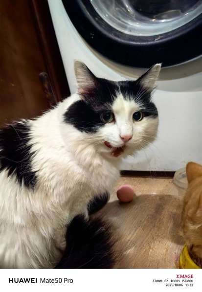 Кот Феликс в добрые руки